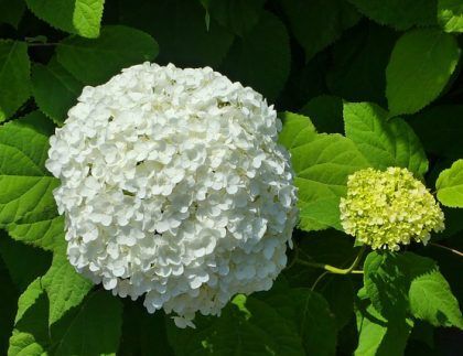 Una flor de hortensia blanca está rodeada de hojas verdes.