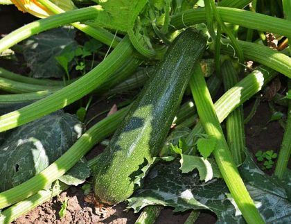 Un calabacín verde está creciendo en una planta en un jardín.
