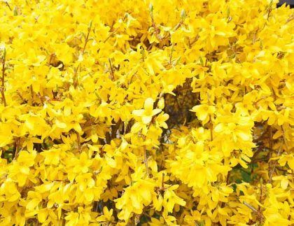 Un arbusto con muchas flores y hojas amarillas.