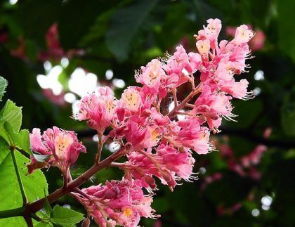 Un ramo de flores rosas crecen en la rama de un árbol.