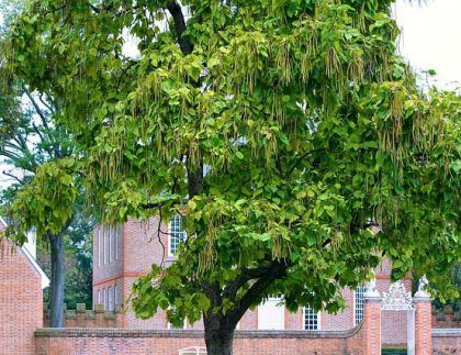 Un árbol con muchas hojas está frente a un edificio de ladrillos.
