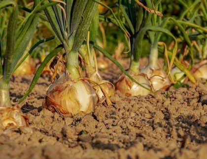 Un montón de cebollas crecen en la tierra de un campo.