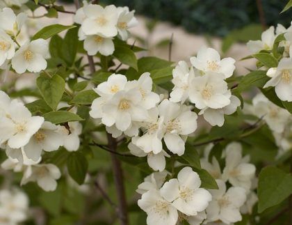 Un arbusto con flores blancas y hojas verdes
