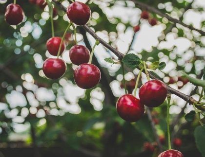 Un ramo de cerezas colgando de la rama de un árbol.