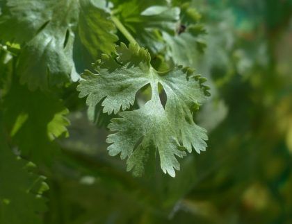 Un primer plano de una hoja de cilantro en una planta.