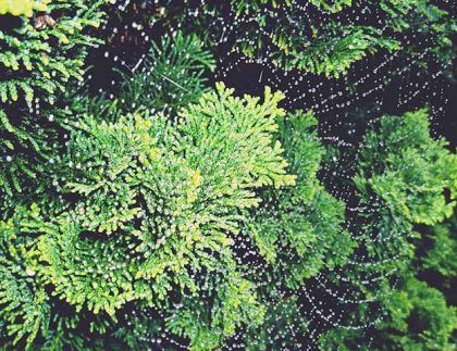 Un primer plano de un árbol con muchas hojas verdes.