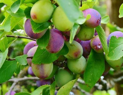 Un ramo de ciruelas colgando de la rama de un árbol.
