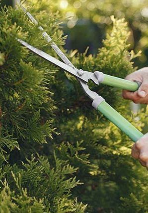 Una persona está cortando una rama de árbol con un par de tijeras.