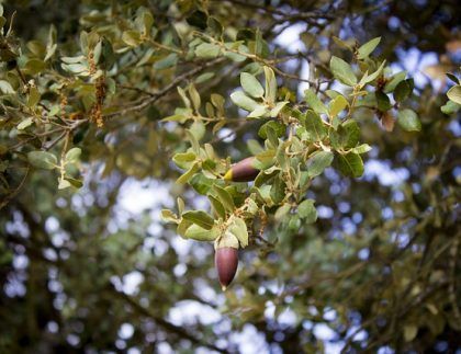 Un primer plano de una rama de árbol con bellotas colgando de ella.