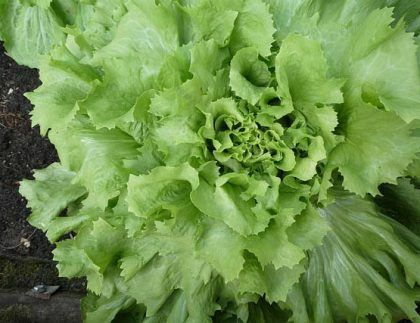 Un primer plano de una planta de lechuga que crece en la tierra.