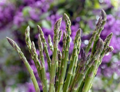 Un manojo de espárragos con flores moradas al fondo.