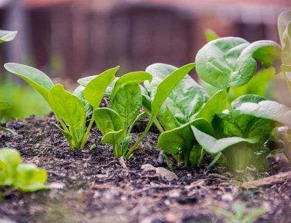 Un montón de plantas de espinacas están creciendo en el suelo.