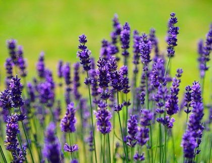 Un campo de flores de lavanda púrpura con un fondo verde.