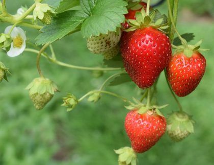 Las fresas están creciendo en una vid en un jardín.