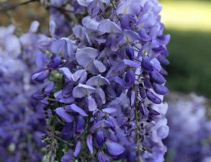 Un primer plano de flores moradas colgando de un árbol.