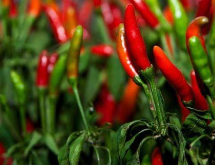 Un manojo de pimientos rojos y verdes creciendo en una planta.
