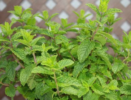 Un primer plano de una planta de menta creciendo en una maceta.