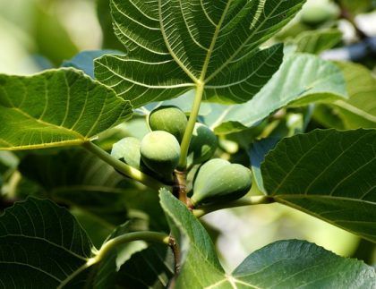 Un montón de higos verdes creciendo en un árbol