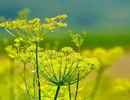 Un campo de flores amarillas con un cielo azul al fondo