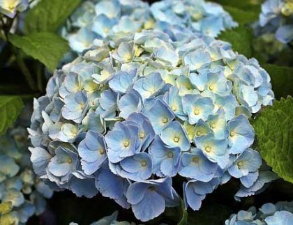 Un primer plano de una flor de hortensia azul con hojas verdes.