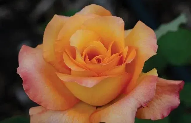 Un primer plano de una rosa amarilla y rosa con un fondo verde.