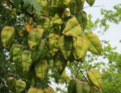 Un árbol con muchas hojas verdes colgando de él.
