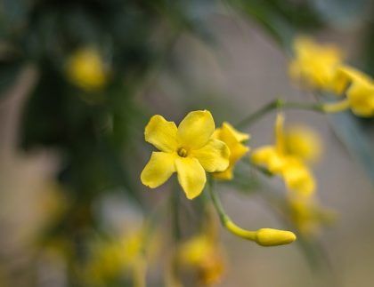Un primer plano de una flor amarilla en una planta.