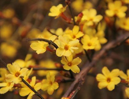 Un ramo de pequeñas flores amarillas en la rama de un árbol.