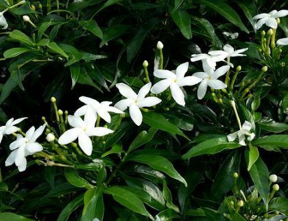 Un arbusto con flores blancas y hojas verdes