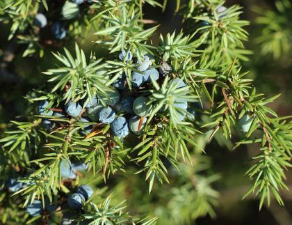 Un primer plano de una rama de árbol con bayas azules y hojas verdes.