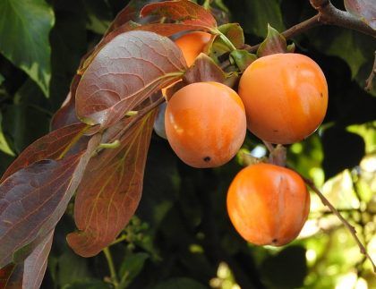 Tres frutos de caqui cuelgan de la rama de un árbol.