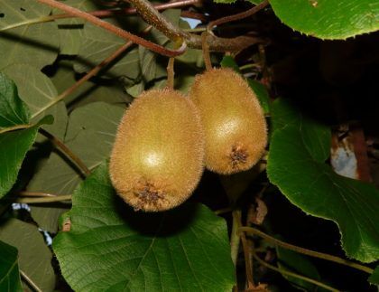 Dos kiwis cuelgan de una enredadera.