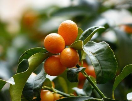 Un montón de naranjas colgando de la rama de un árbol.