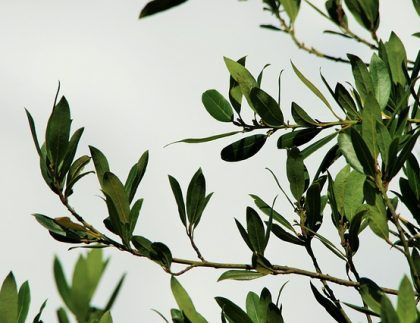 Una rama de árbol con muchas hojas verdes contra un cielo blanco.