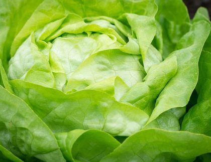 Un primer plano de una cabeza de lechuga con hojas verdes.