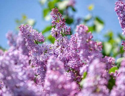 Un ramo de flores moradas contra un cielo azul.