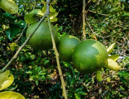 Tres naranjas verdes cuelgan de la rama de un árbol.