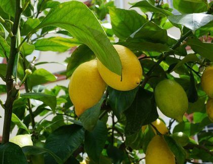 Un montón de limones cuelgan de un árbol.
