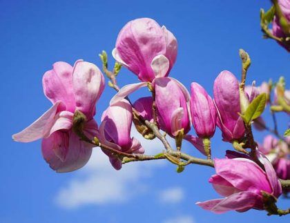Un ramo de flores rosas contra un cielo azul