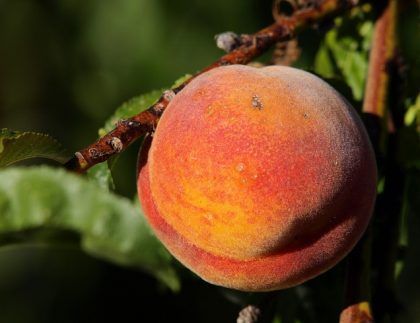 Un primer plano de un melocotón colgando de la rama de un árbol.