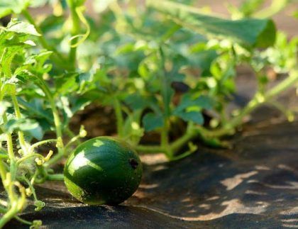 Una sandía verde está creciendo en una enredadera en un jardín.