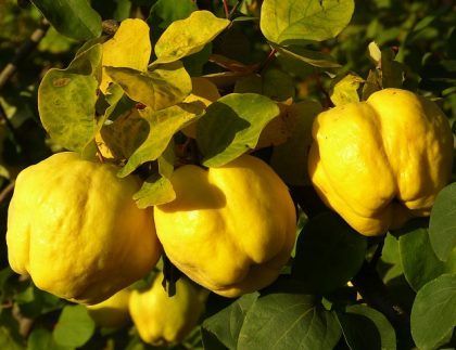 Un ramo de limones amarillos colgando de un árbol.