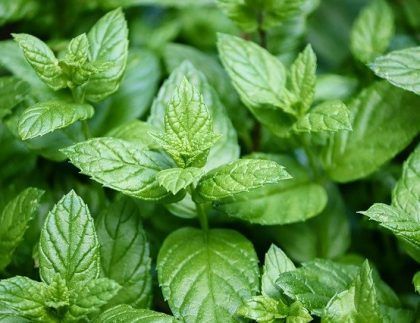 Un primer plano de una planta de menta con hojas verdes.