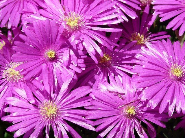 Un ramo de flores moradas con un centro amarillo.