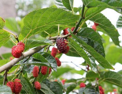 Un primer plano de una rama de árbol con bayas rojas y hojas verdes.