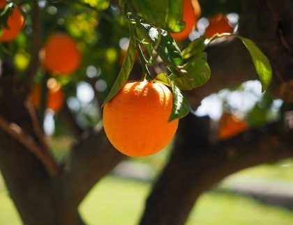 Un primer plano de una naranja colgando de un árbol.