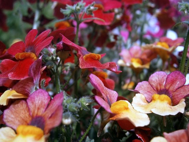 Un ramo de flores rosas y amarillas en un campo.