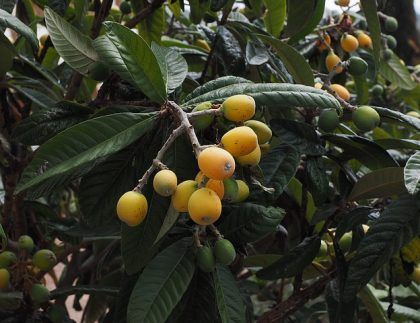 Un montón de frutas amarillas y verdes colgando de un árbol.
