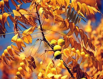 Un árbol con hojas amarillas y nueces.