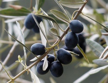 Un manojo de aceitunas negras colgando de la rama de un árbol